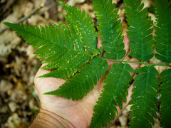 Dryopteris goldieana