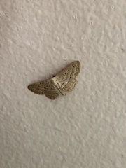Idaea elongaria
