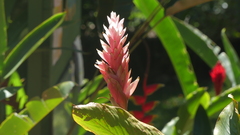 Alpinia purpurata image