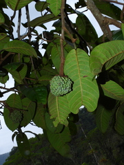 Annona