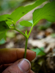 Viola canadensis