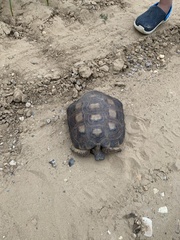 Gopherus berlandieri