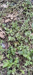 Lecanthus peduncularis
