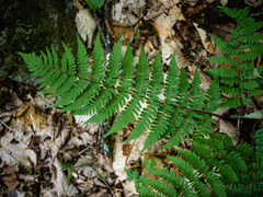 Dryopteris marginalis