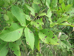 Mycosphaerella fraxinicola