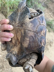 Gopherus berlandieri