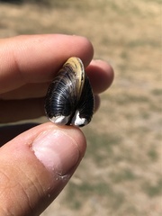 Corbicula fluminea