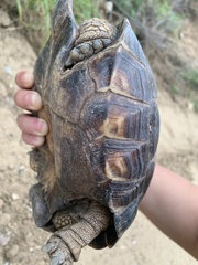 Gopherus berlandieri