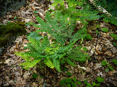 Adiantum pedatum