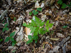 Osmorhiza longistylis