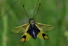 Libelloides longicornis