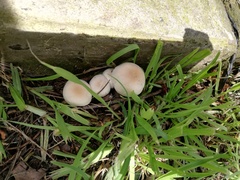 Leucocoprinus cepistipes