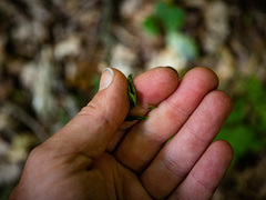 Osmorhiza longistylis