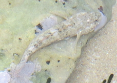 Gobius cobitis