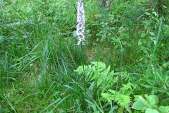 Dactylorhiza