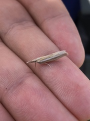 Agriphila selasella