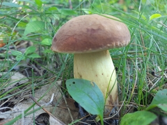Boletaceae