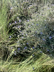 Limonium carolinianum