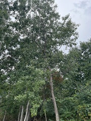 Populus tremuloides