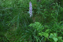 Dactylorhiza
