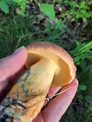 Boletaceae