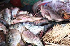 Barbonymus gonionotus