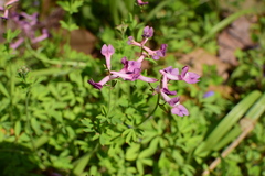 Corydalis decumbens