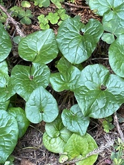 Asarum caudatum
