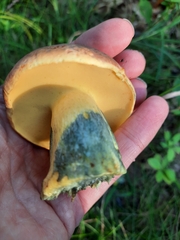 Boletaceae