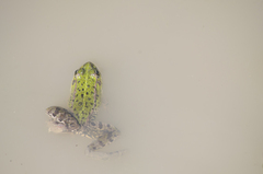 Pelophylax perezi