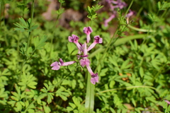Corydalis decumbens