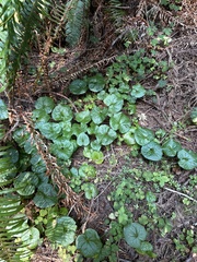 Asarum caudatum