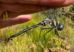 Somatochlora elongata