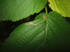 Phyllonorycter nicellii