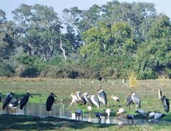 Leptoptilos crumenifer