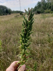 Oenothera