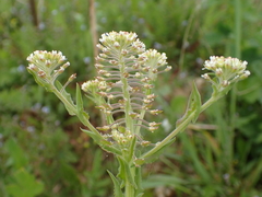 Lepidium campestre