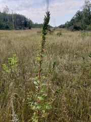 Oenothera