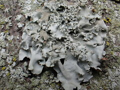 Parmotrema tinctorum