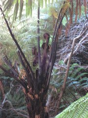 Cyathea medullaris
