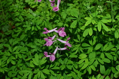 Corydalis decumbens