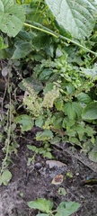 Ocimum
