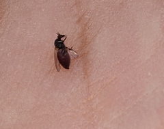 Simuliidae