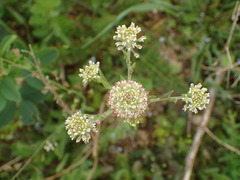 Lepidium campestre