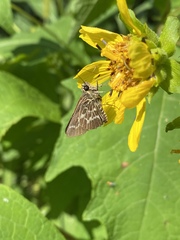 Amblyscirtes aesculapius