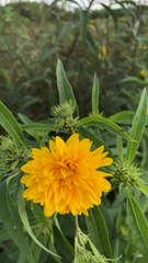 Helianthus grosseserratus