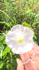 Calystegia sepium