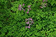 Corydalis decumbens