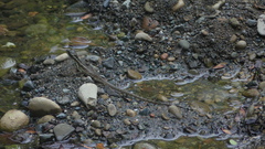 Basiliscus basiliscus