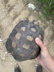 Gopherus berlandieri